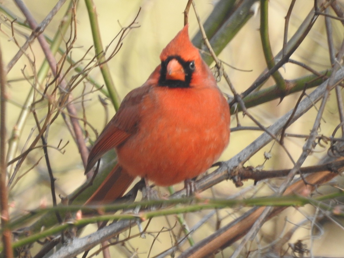 Northern Cardinal - Wayne Longbottom