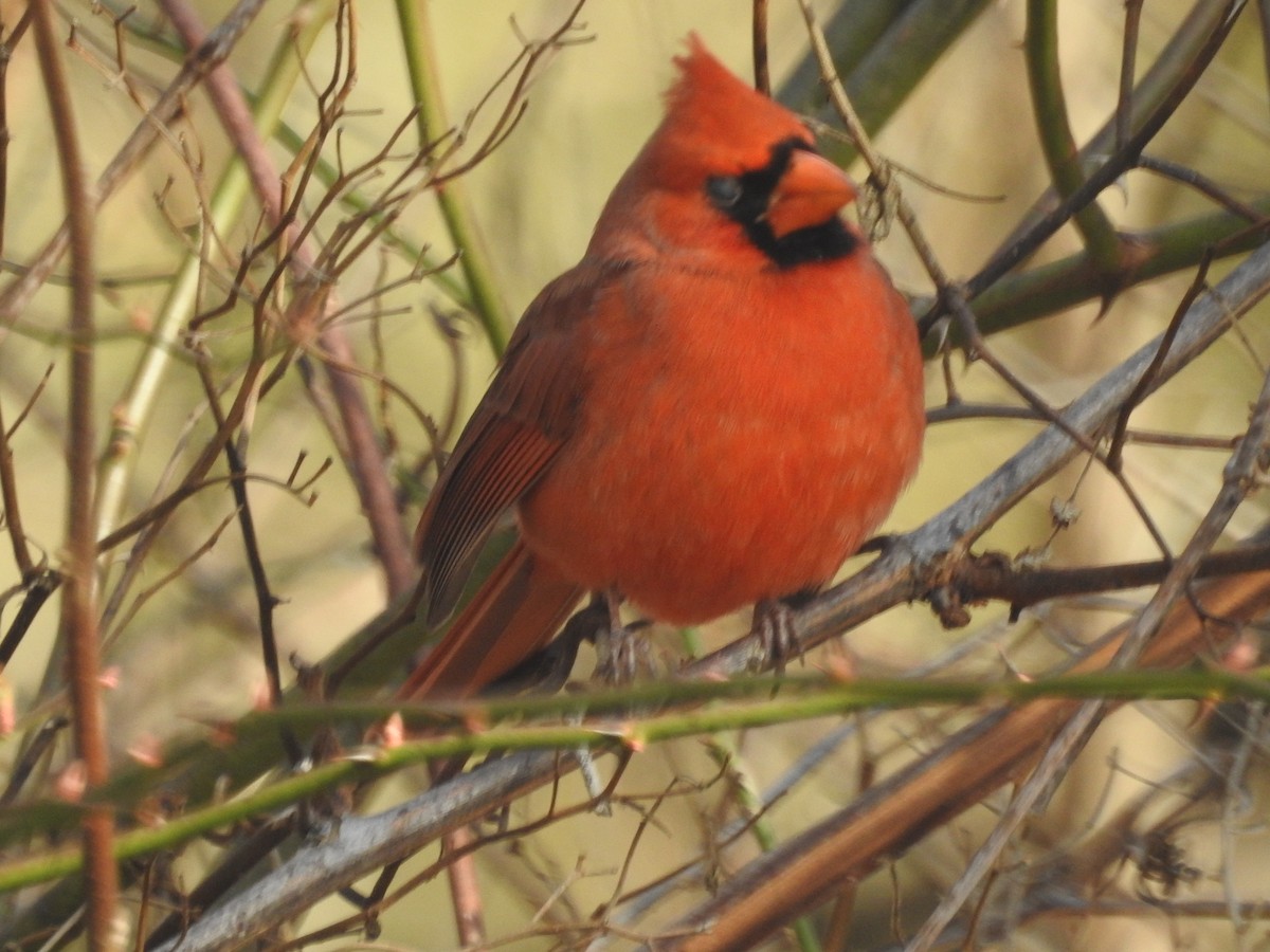 Northern Cardinal - Wayne Longbottom