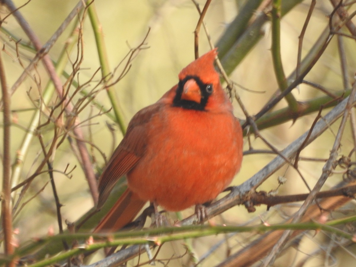 Northern Cardinal - Wayne Longbottom