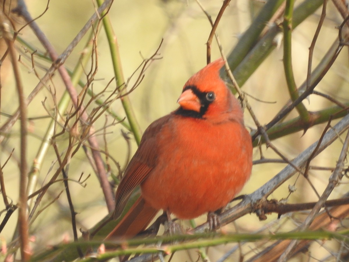 Northern Cardinal - Wayne Longbottom
