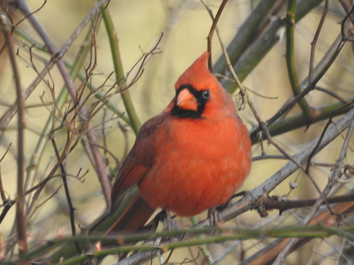 Northern Cardinal - Wayne Longbottom