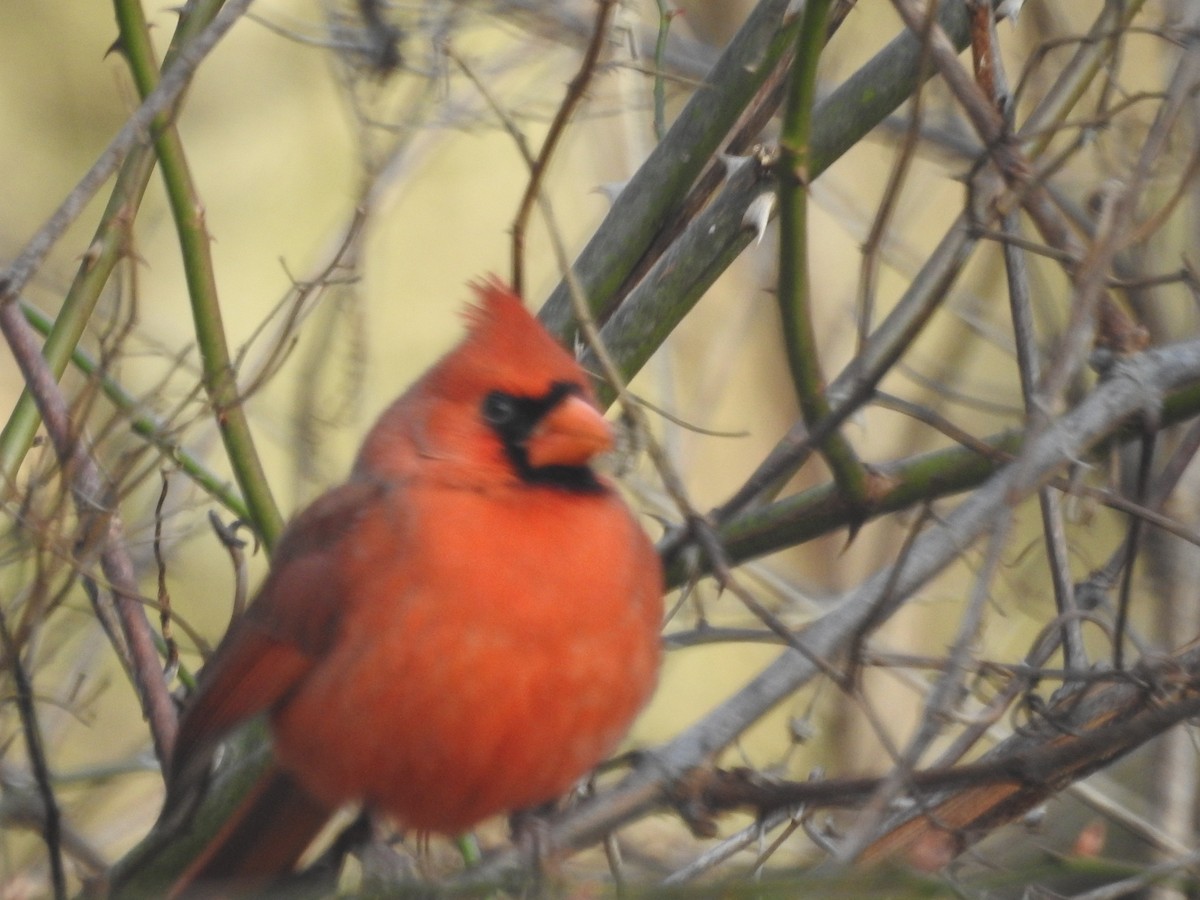 Northern Cardinal - Wayne Longbottom