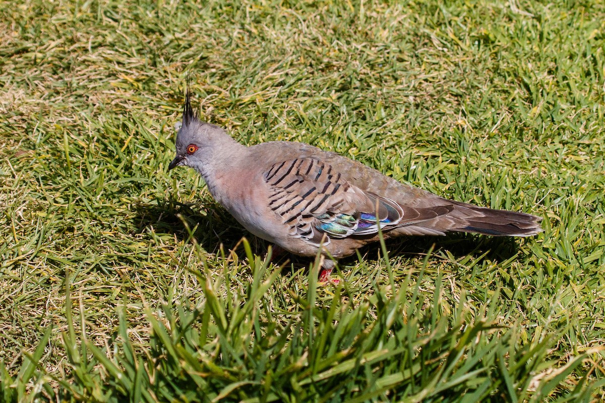 Crested Pigeon - ML525953281