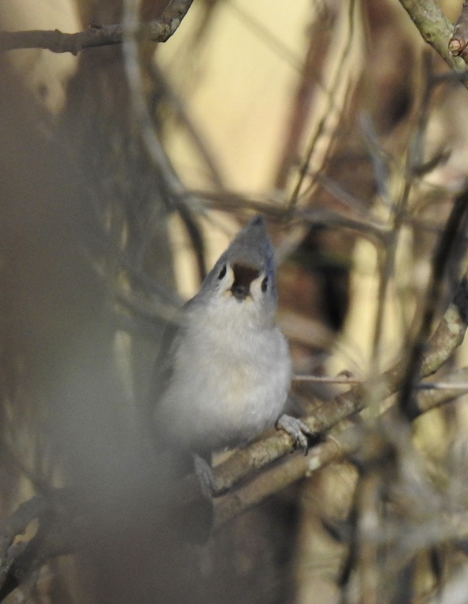 Tufted Titmouse - ML525953441