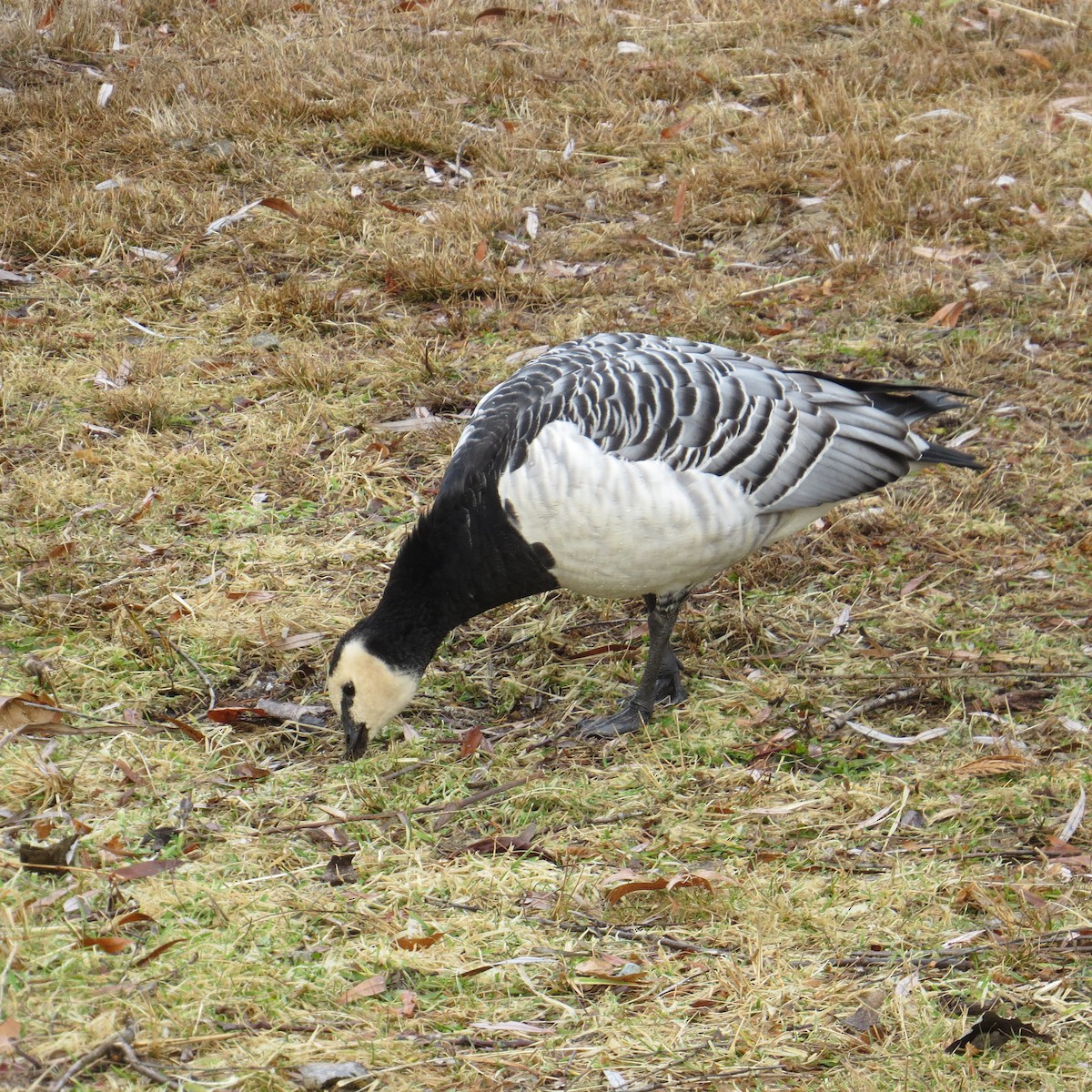 Barnacle Goose - ML525953971
