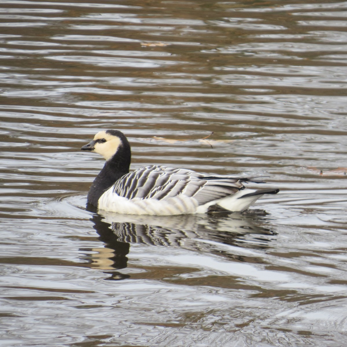 Barnacle Goose - ML525954241