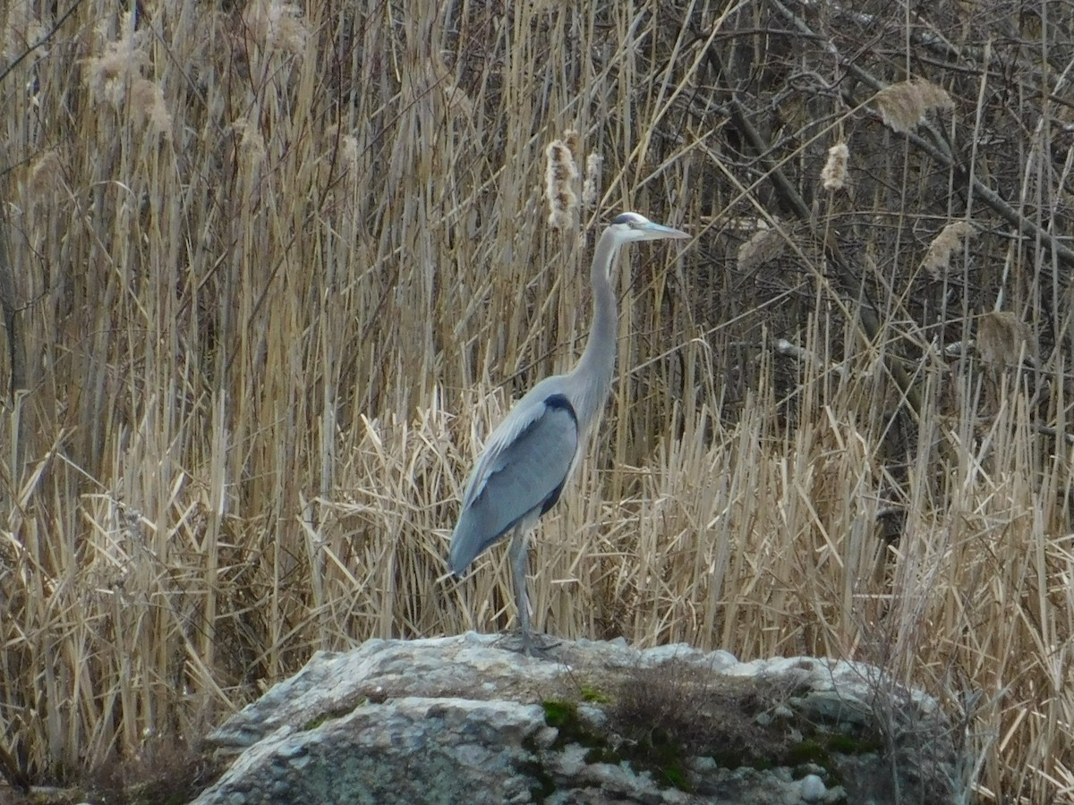 Great Blue Heron - ML525955191