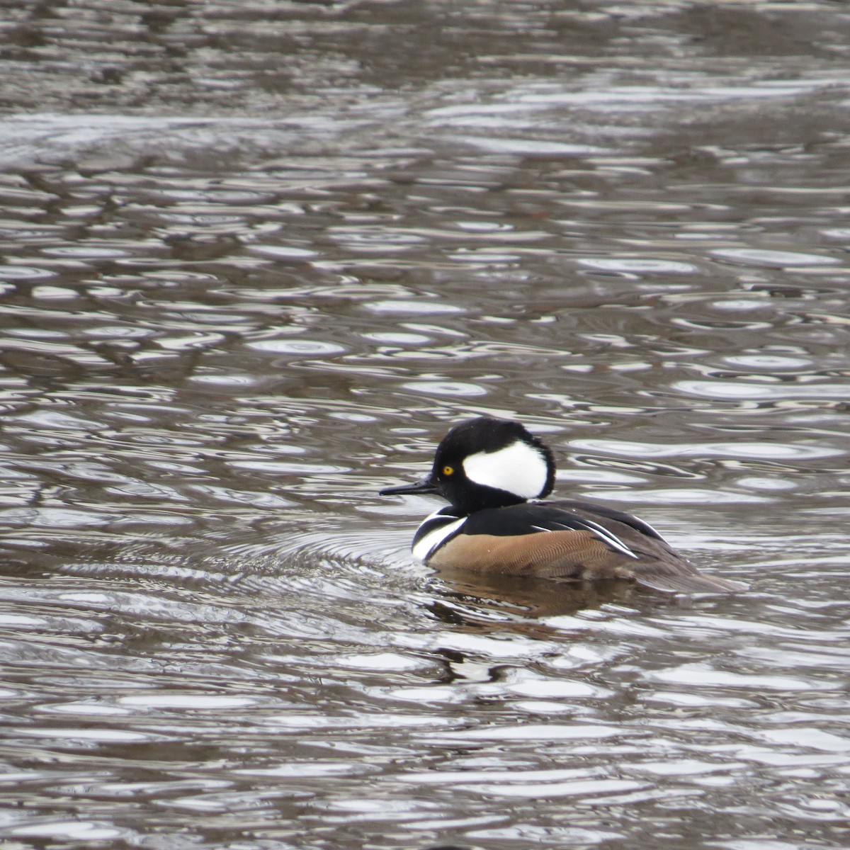 Hooded Merganser - ML525955501