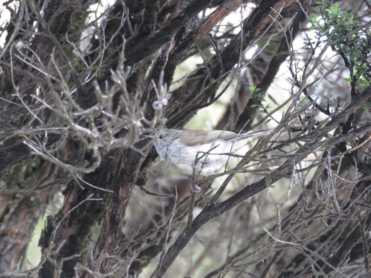 Gray Gerygone - Sandy Gallito