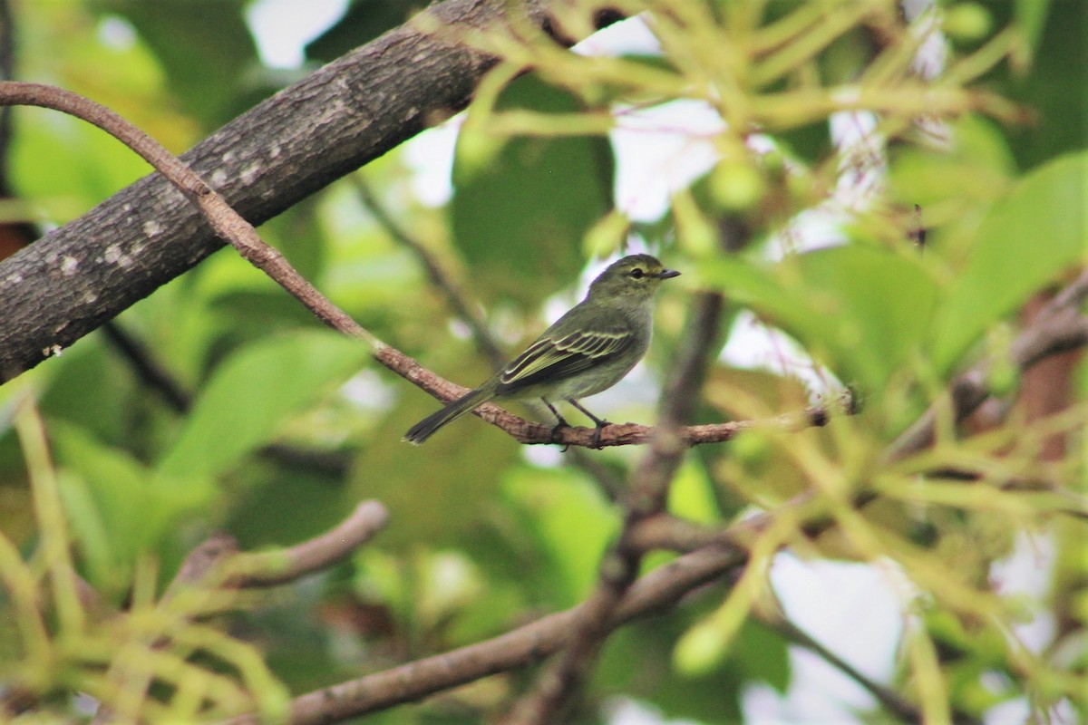 Тиран-малюк жовтощокий (підвид minimus/cumanensis) - ML525956341