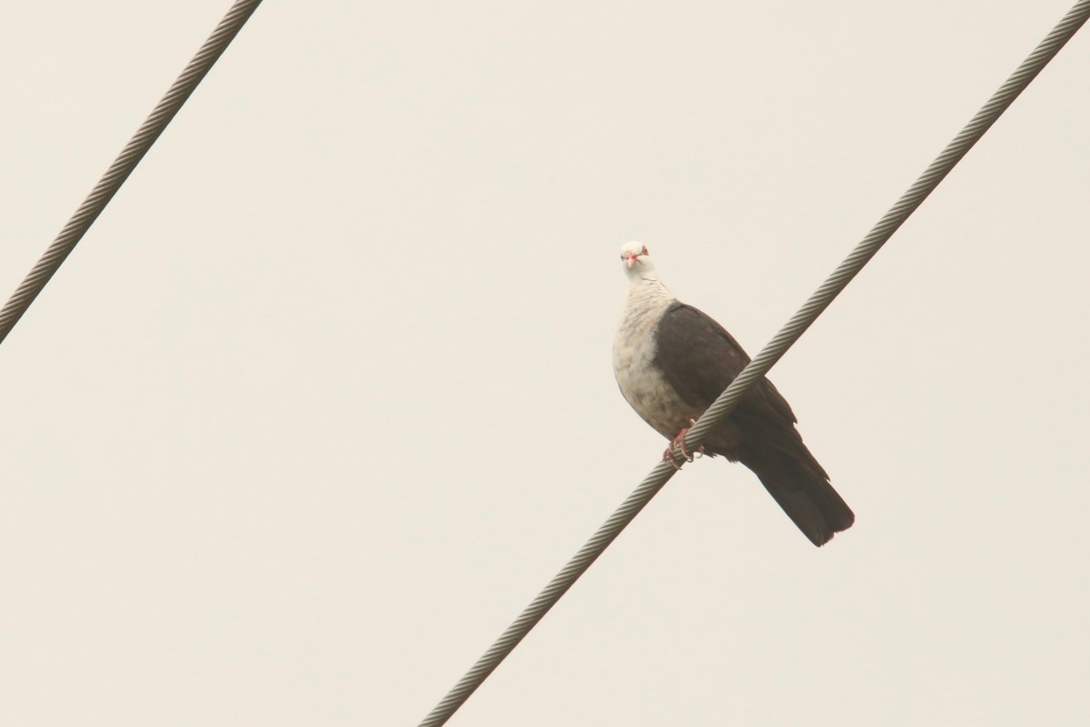 White-headed Pigeon - ML525956421