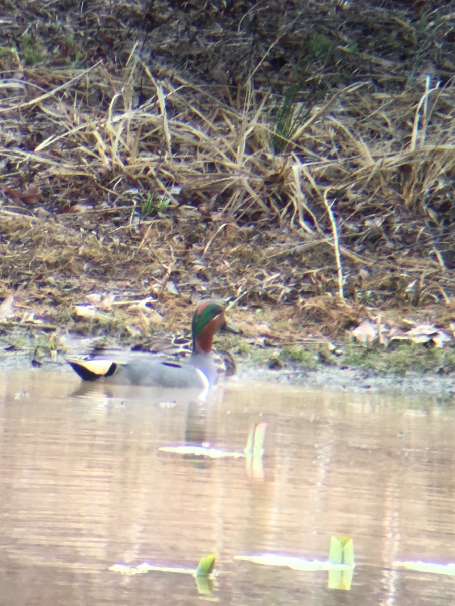 Green-winged Teal - ML52595651