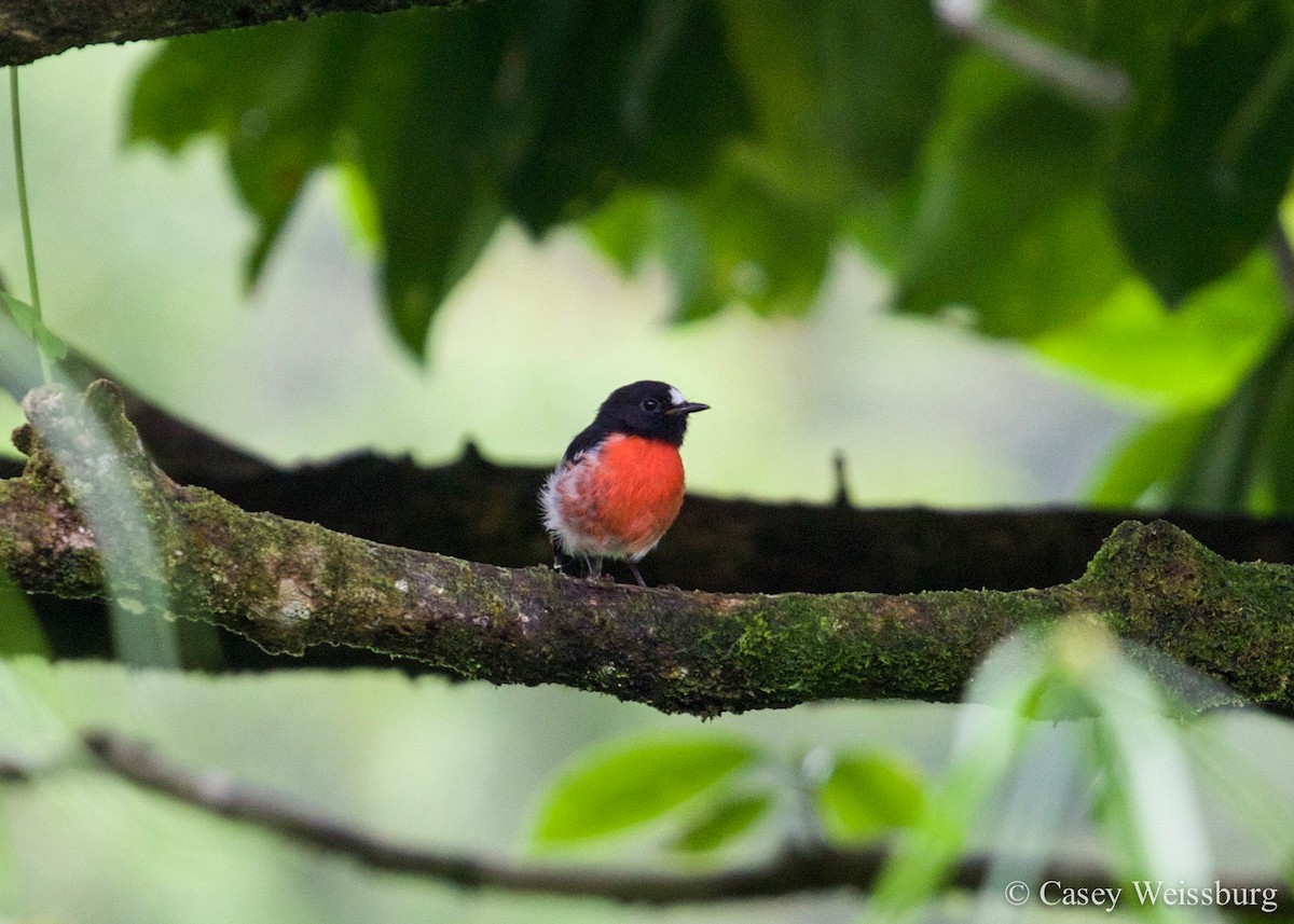 Pacific Robin - ML52595711