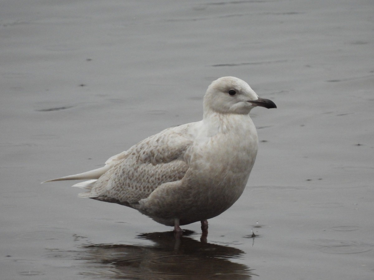 Iceland Gull - ML525957631