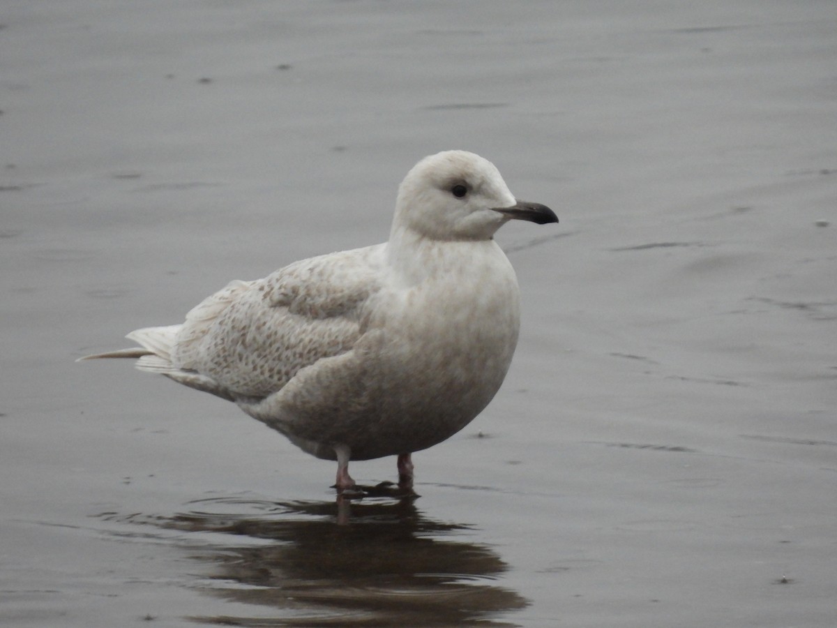 Gaviota Groenlandesa - ML525957651