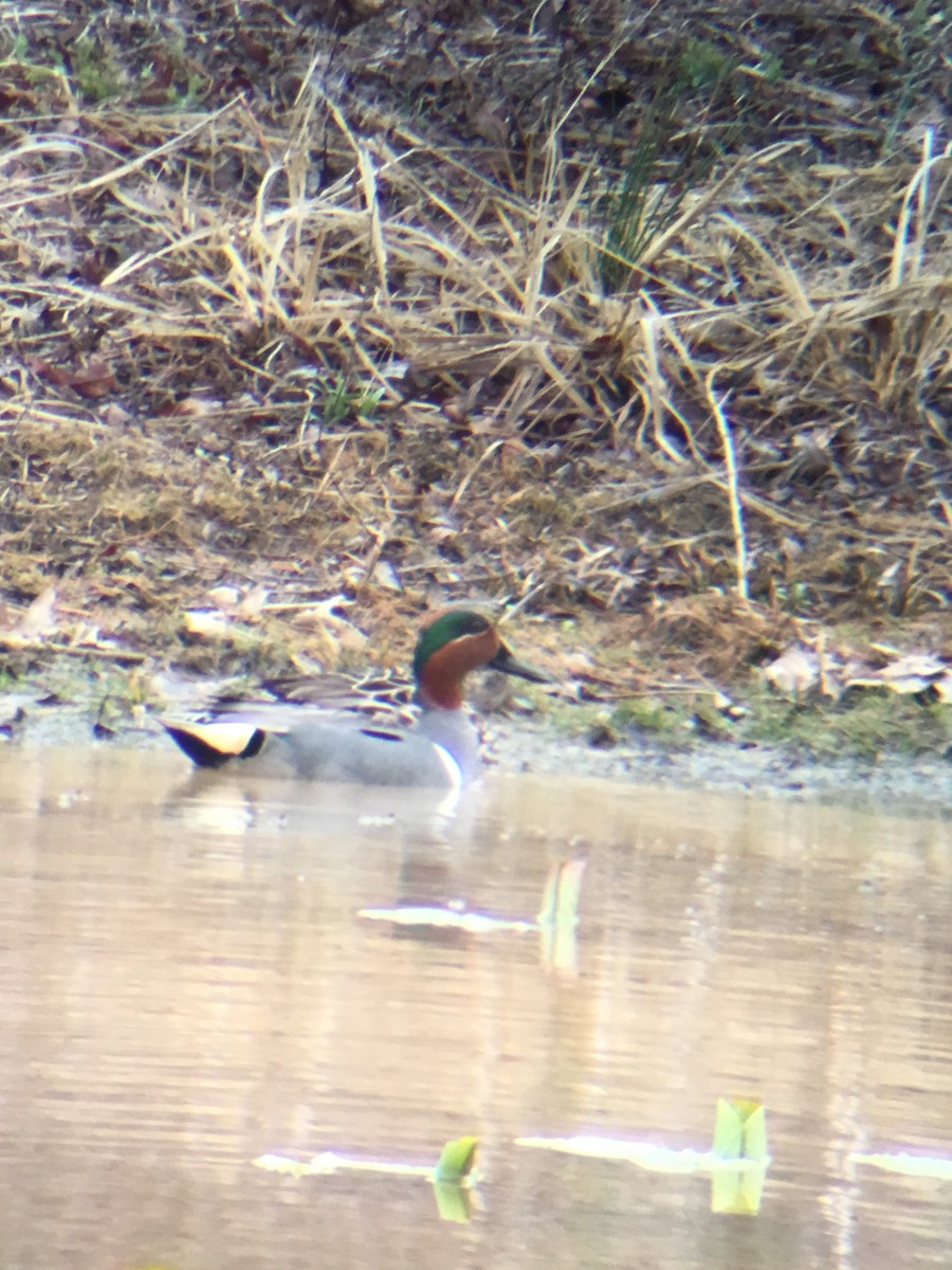 Green-winged Teal - ML52595771