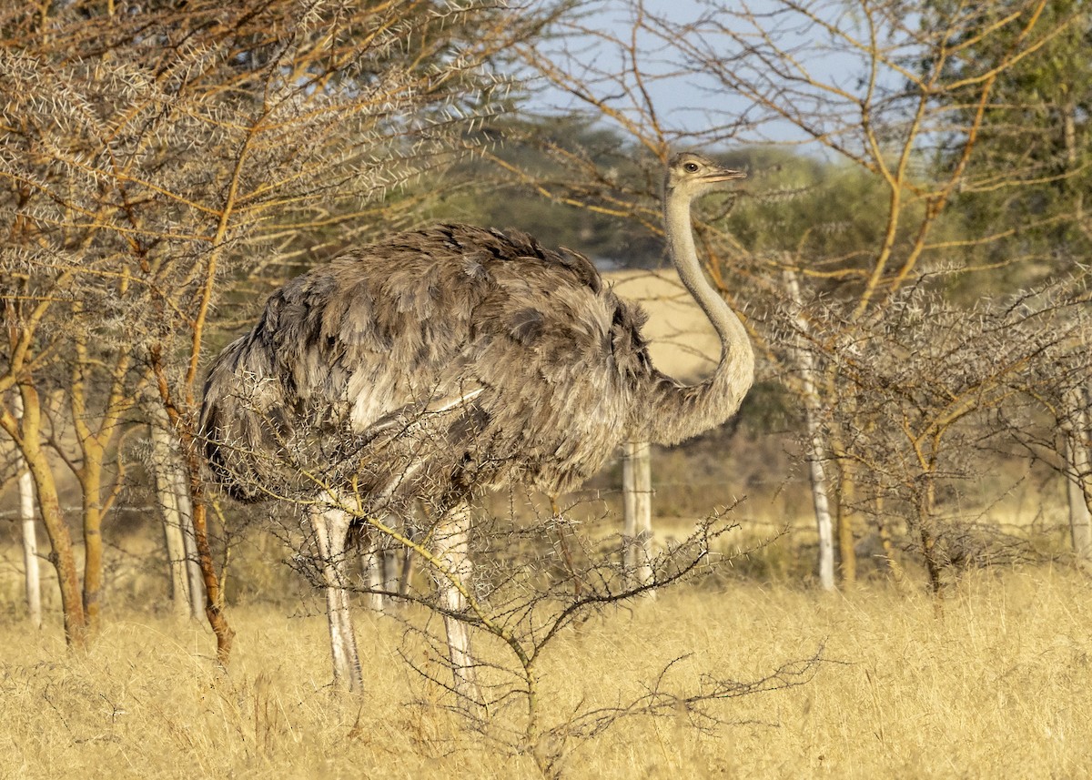 Somali Ostrich - Bob Martinka