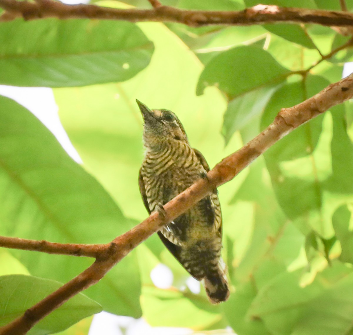 Golden-spangled Piculet - Elby Anderson A Silva