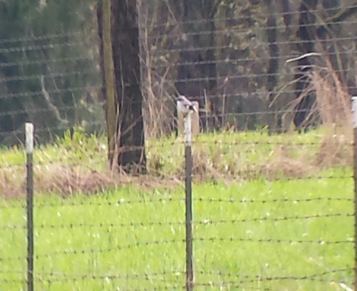 Loggerhead Shrike - ML52595841