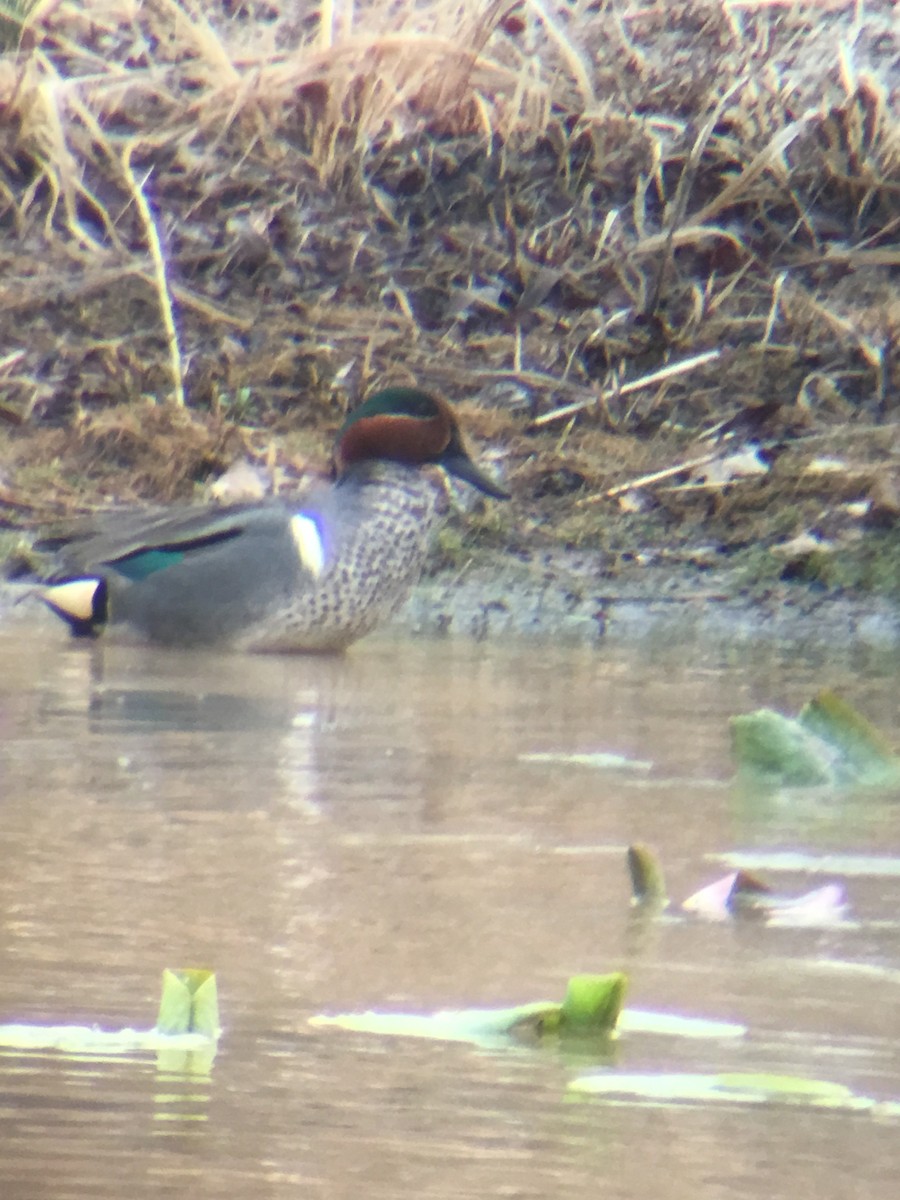 Green-winged Teal - ML52595861