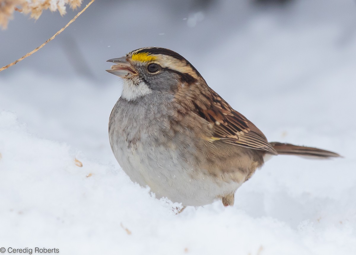 White-throated Sparrow - Ceredig  Roberts
