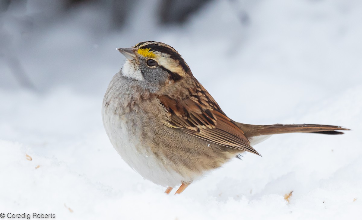 White-throated Sparrow - Ceredig  Roberts