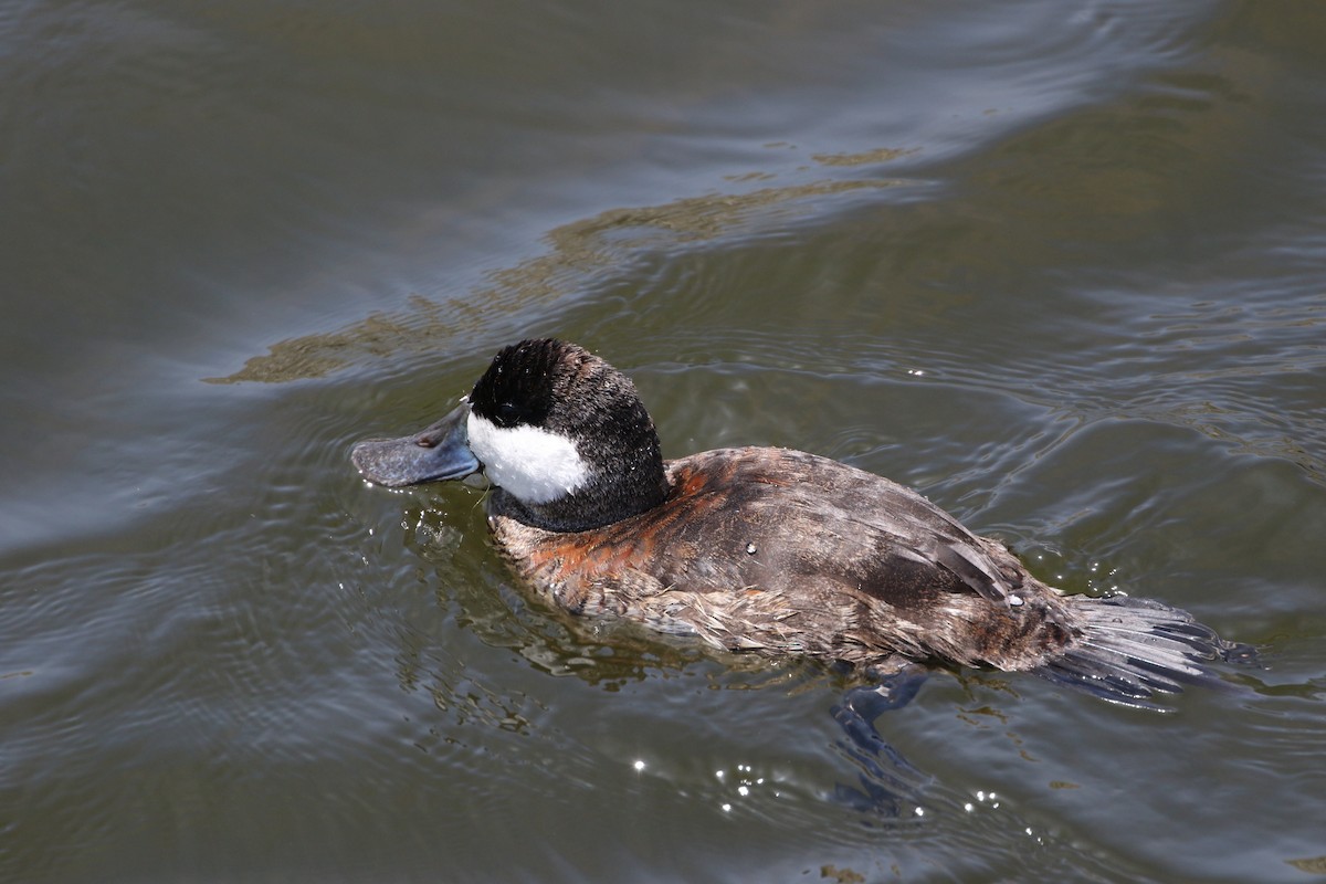 Ruddy Duck - ML52596171