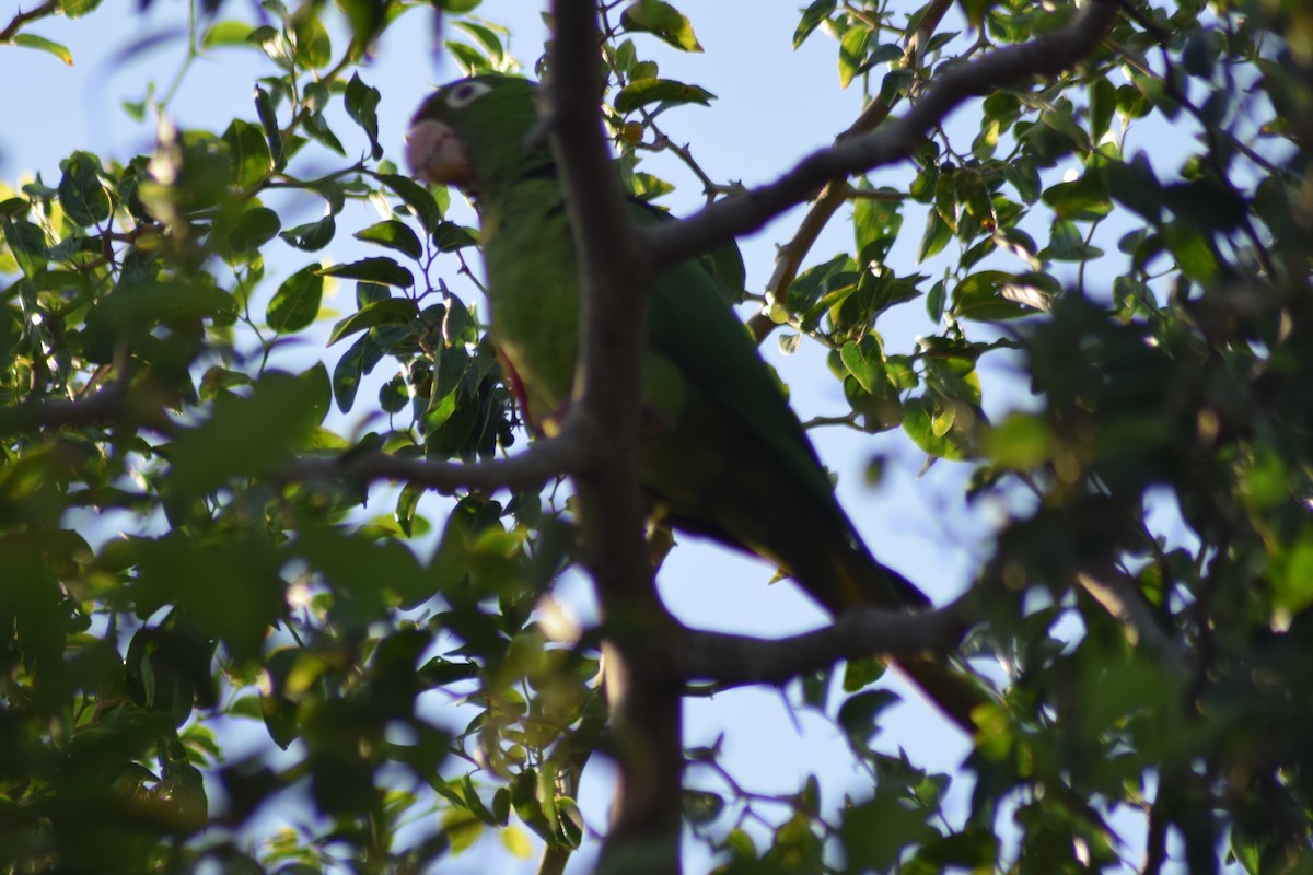 White-eyed Parakeet - ML525962081