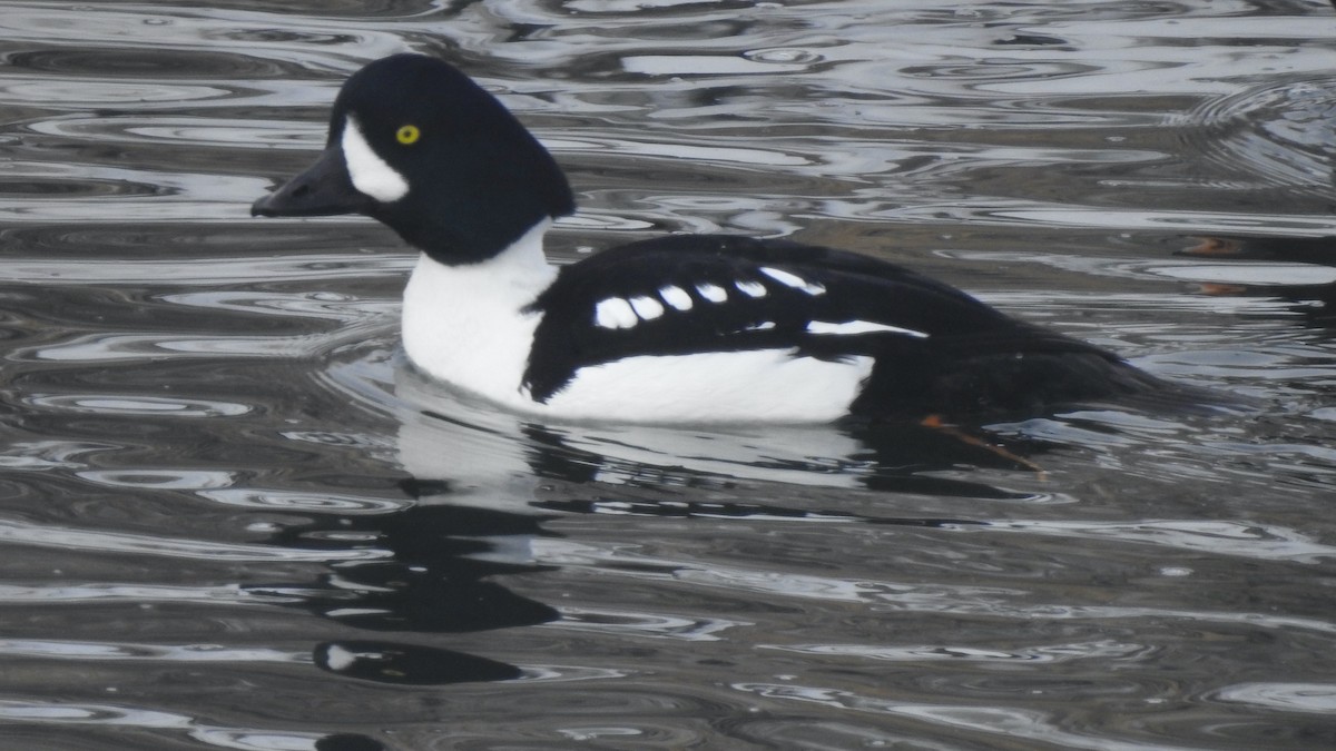 Barrow's Goldeneye - ML525963911