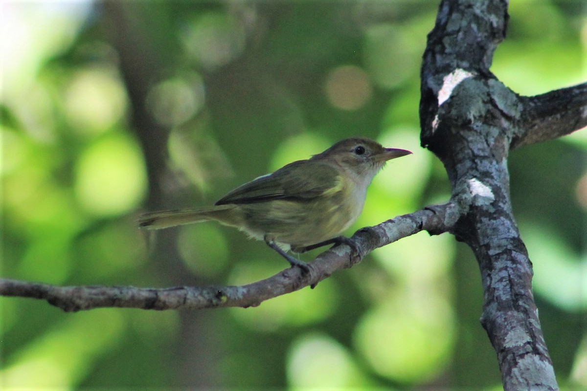 Golden-fronted Greenlet - ML525965121