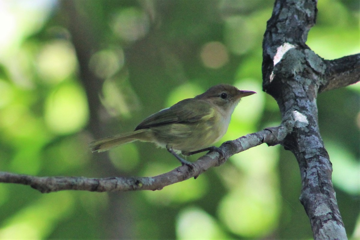 Golden-fronted Greenlet - ML525965131