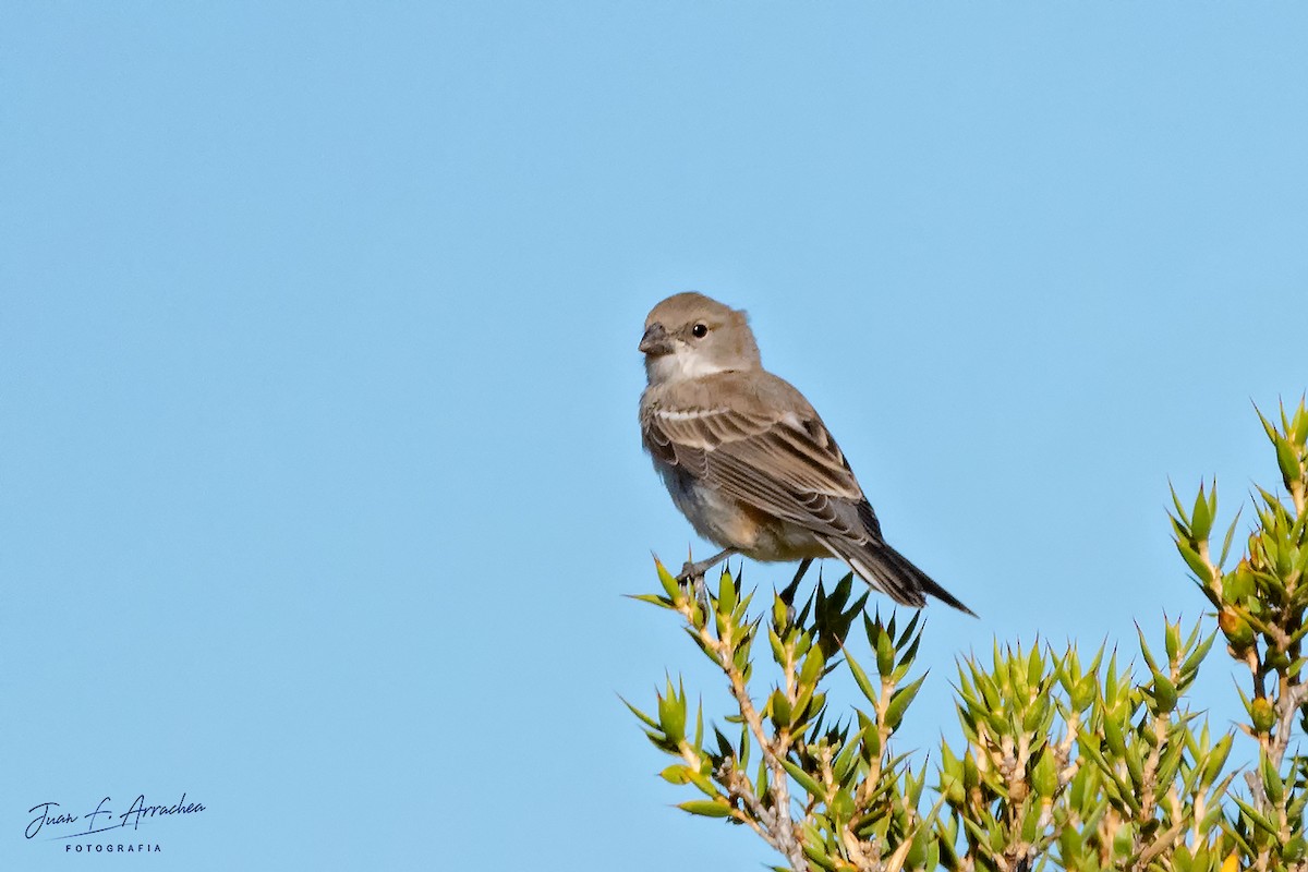 Diuca Finch - Juan Francisco Arrachea