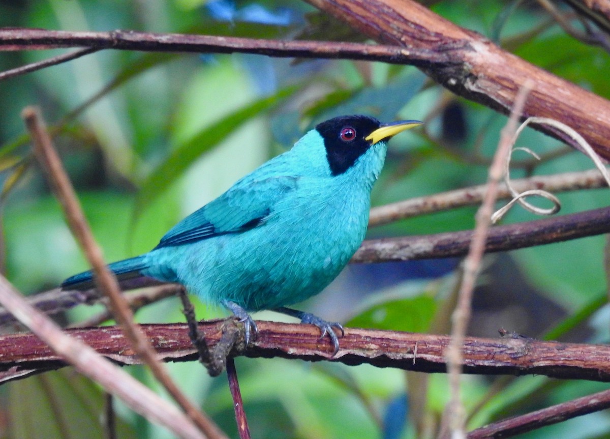 Green Honeycreeper - ML525966591