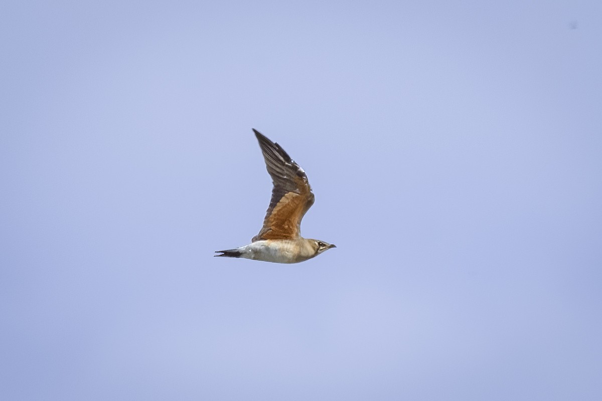 Oriental Pratincole - ML525966741