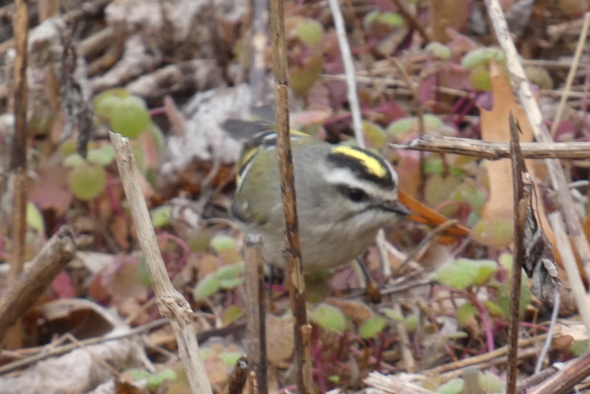 Golden-crowned Kinglet - ML525966761