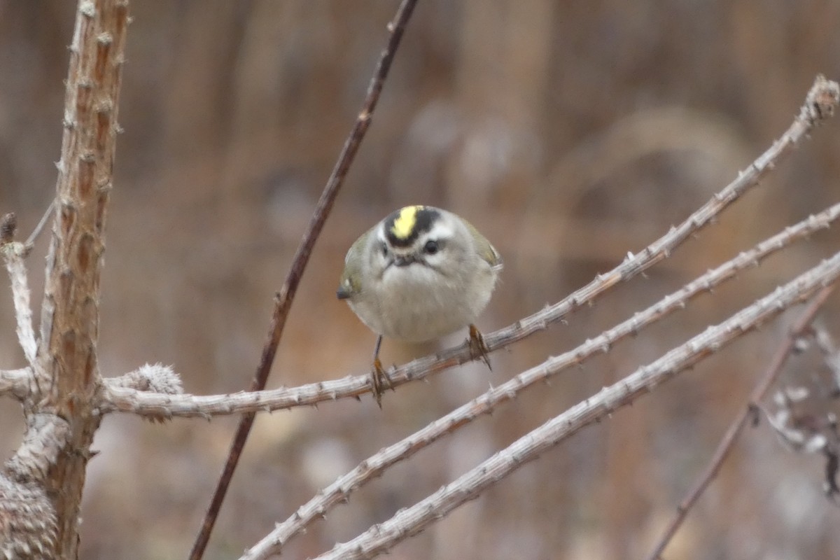 Golden-crowned Kinglet - Anonymous