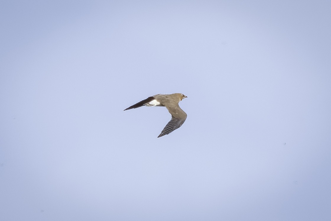 Oriental Pratincole - Hans Wohlmuth