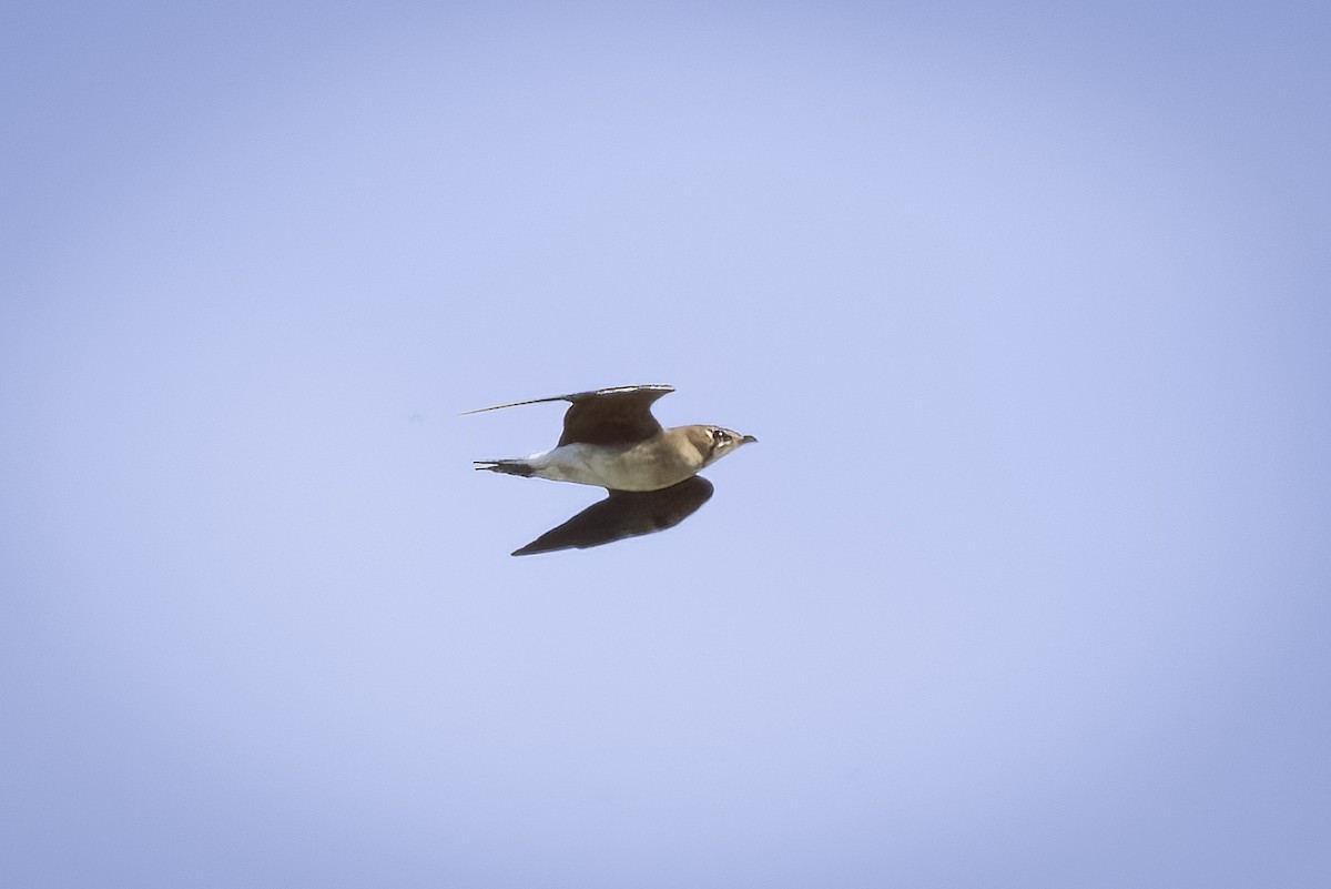 Oriental Pratincole - ML525966831