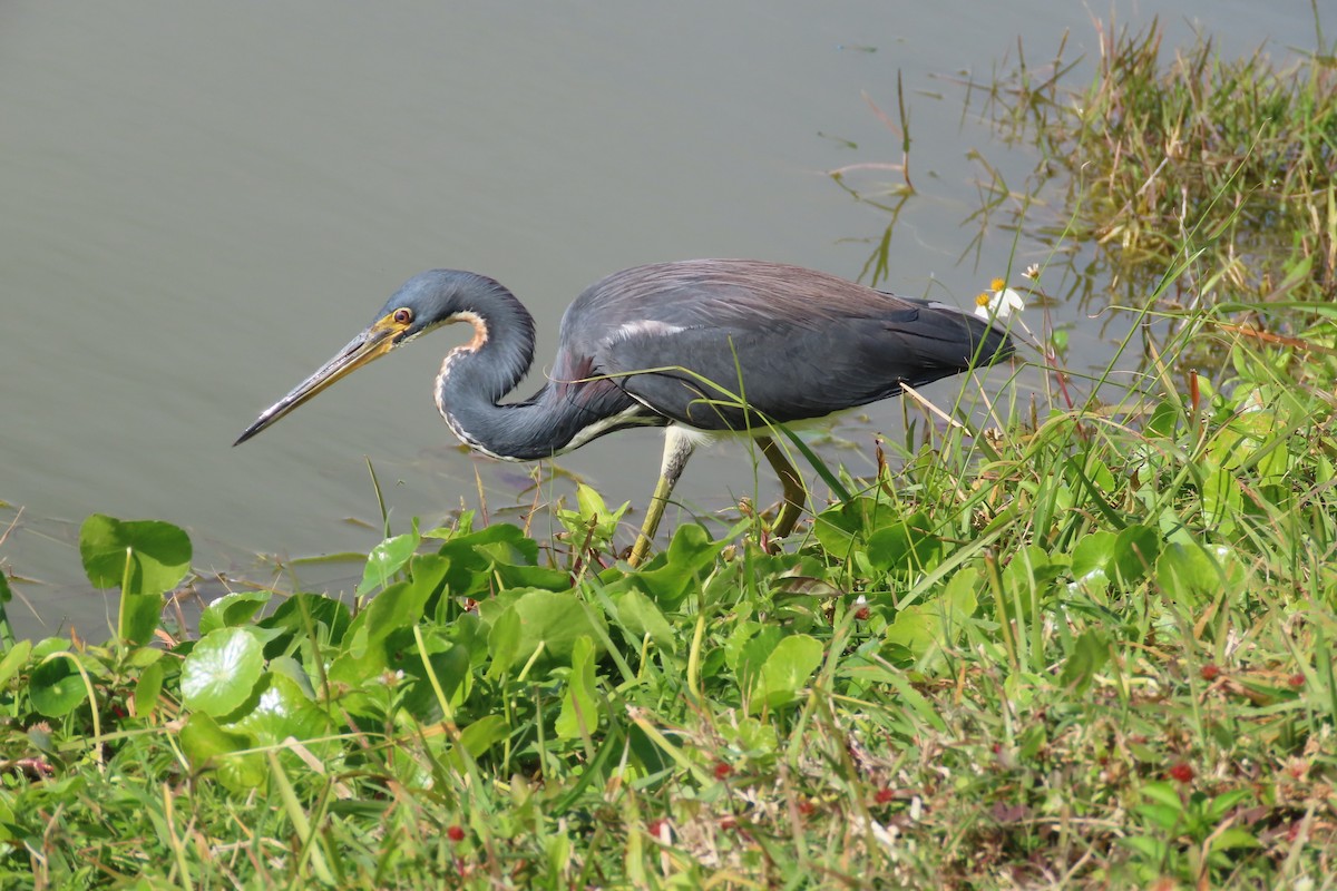 Tricolored Heron - ML525970201