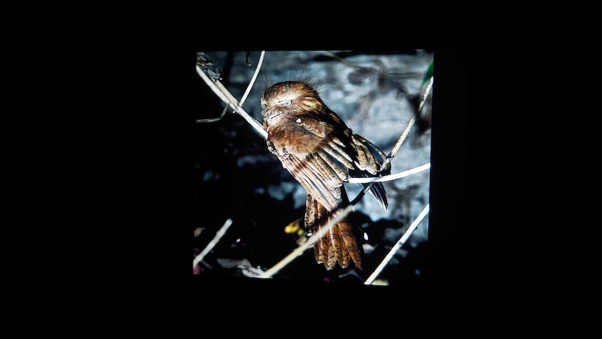 Hodgson's Frogmouth - ML525970551