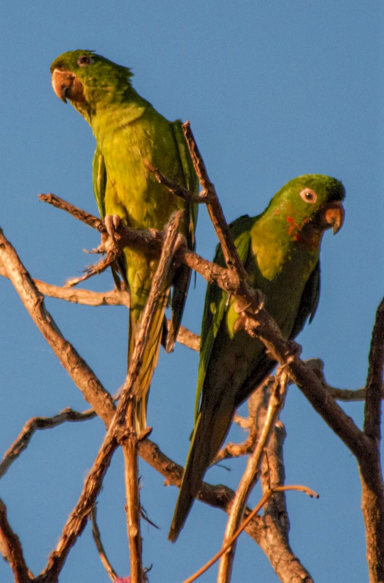 オオメキシコインコ - ML525970931