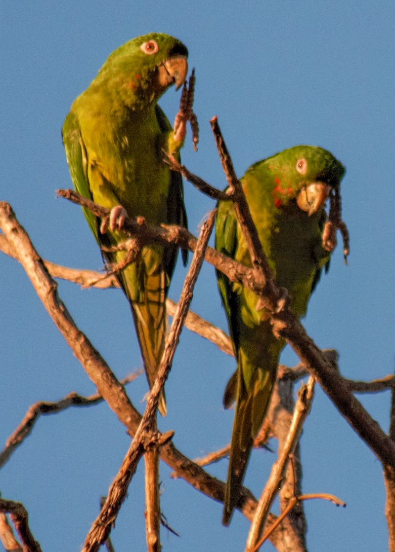 オオメキシコインコ - ML525970941