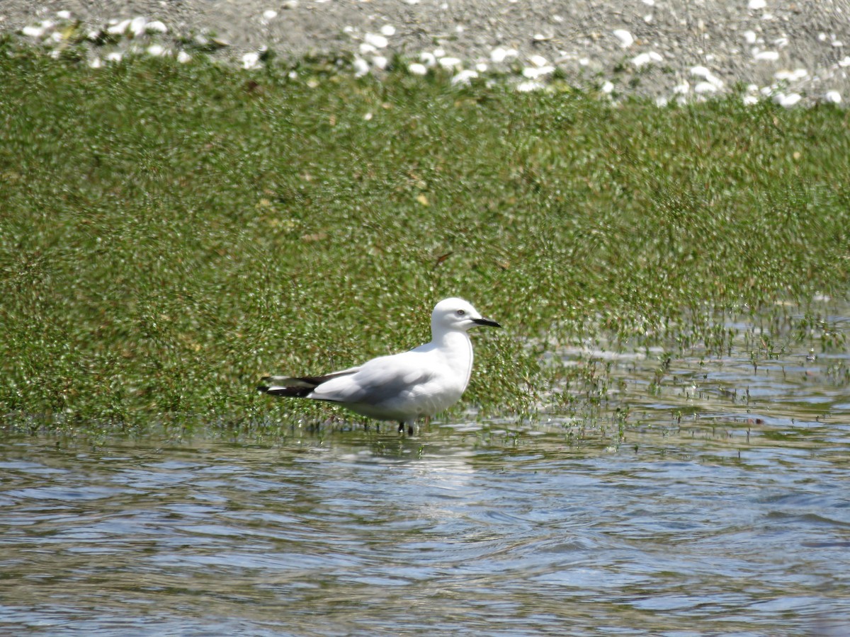 Black-billed Gull - Sandy Gallito