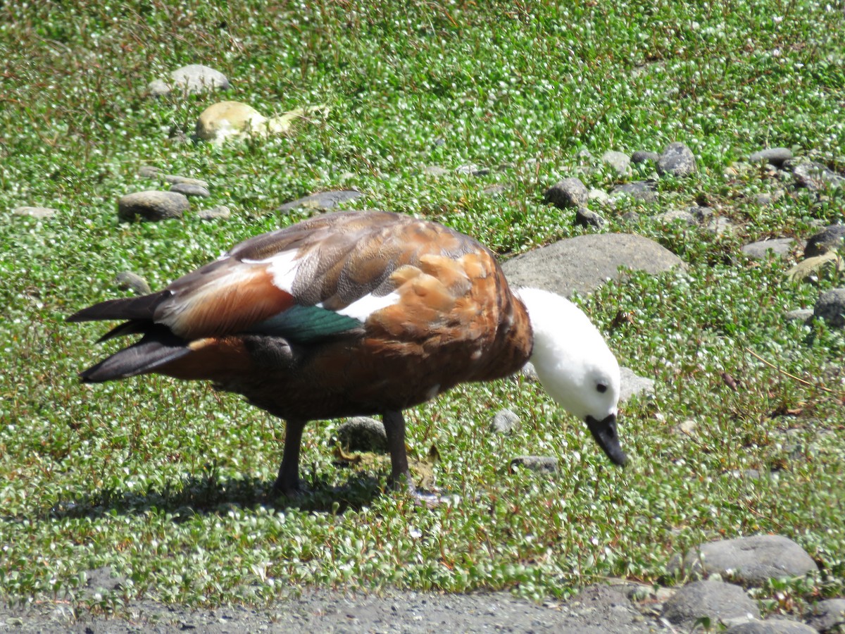 Paradise Shelduck - Sandy Gallito