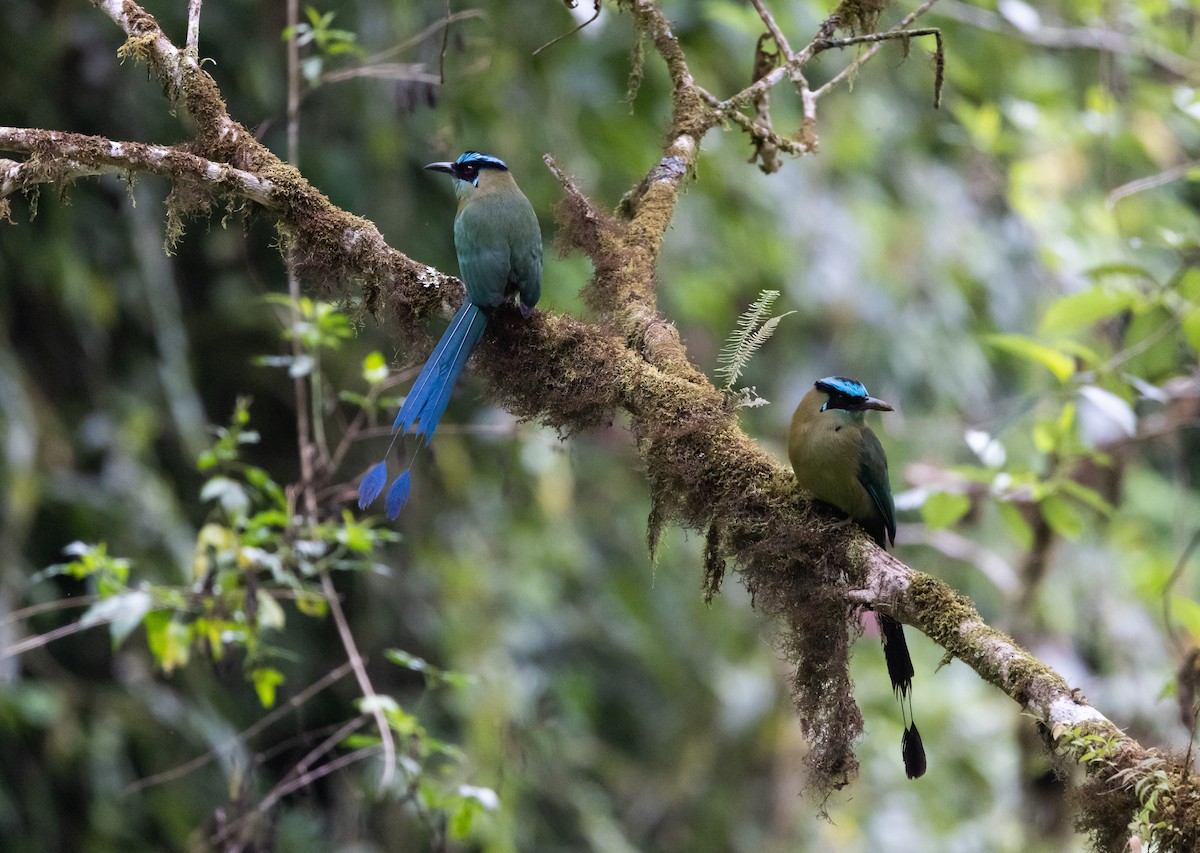 Andean Motmot - Jay McGowan