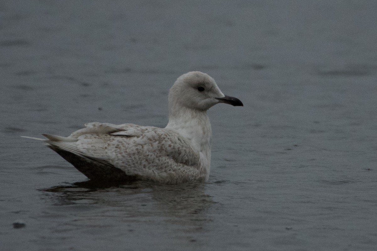 Gaviota Groenlandesa (kumlieni) - ML525974581