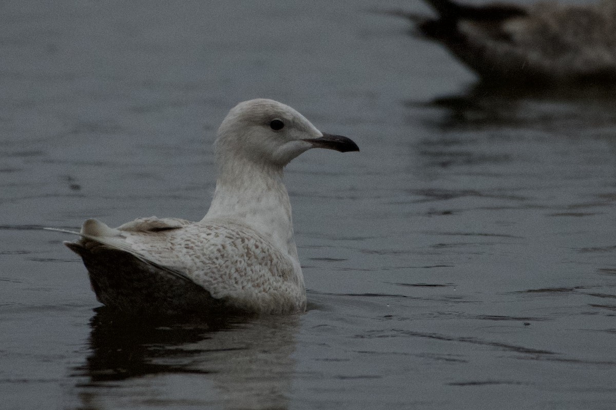 Gaviota Groenlandesa (kumlieni) - ML525974591