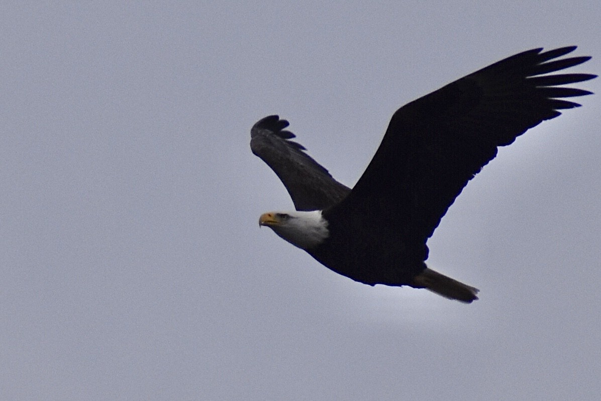 Bald Eagle - ML525975081