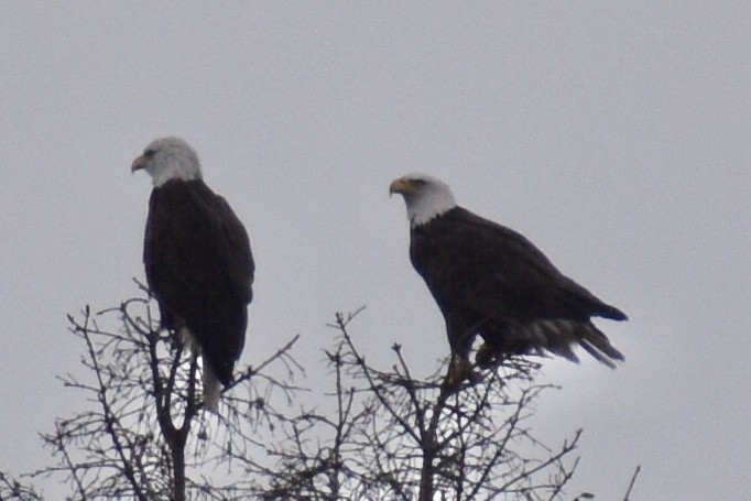 Bald Eagle - ML525975221