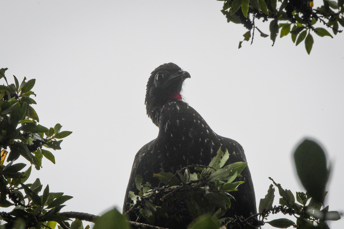 Crested Guan - ML525975521